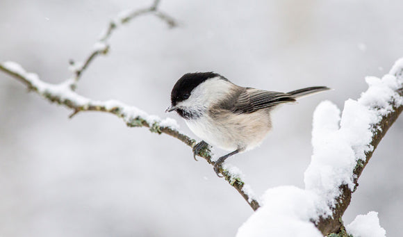 Helping Wildlife Through the Winter: Simple Ways to Support Local Birds and Critters