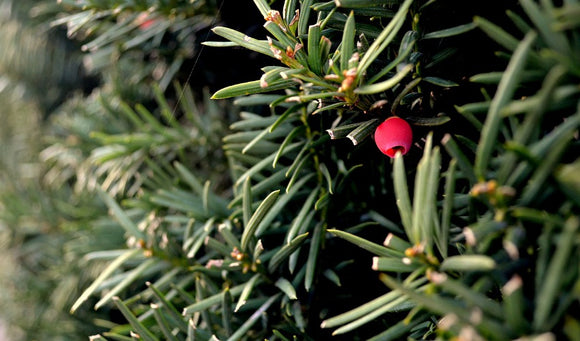 How to Preserve Your Christmas Tree