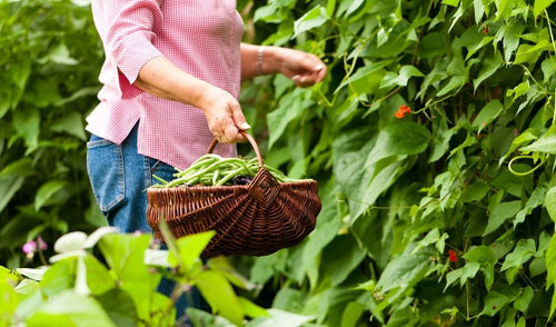 Plant a Victory Garden