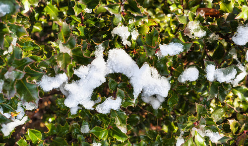 Essential Tips for Protecting Shrubs from Winter Damage