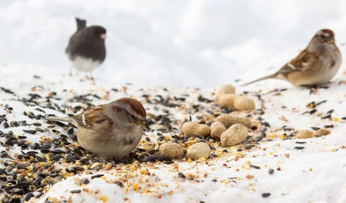 Wild Bird Diets in Winter