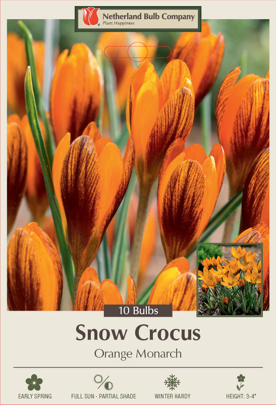 Netherland Bulb Company Orange Monarch Snow Crocus