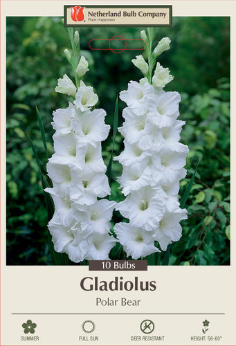 Netherland Bulb Company Gladiolus 'Polar Bear' (10 Bulbs)