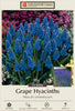 Netherland Bulb Company Grape Hyacinth 'Muscari armeniacum' (25 Bulbs)