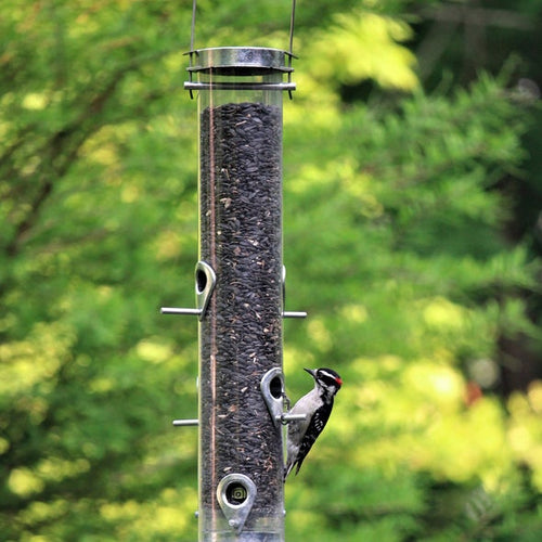 Droll Yankees Classic B Series Silver Sunflower Bird Feeder 2.5 lb. capacity 20 in. Hanson MA Wyman s Garden Center