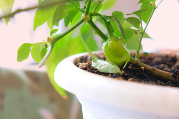 Growing a pepper