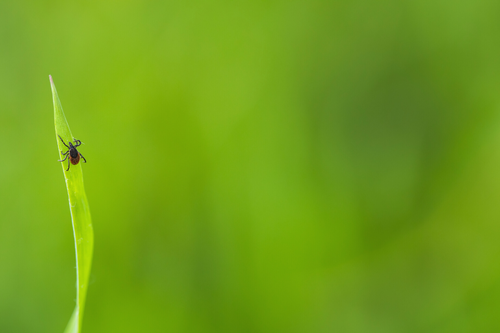 Tick on leaf